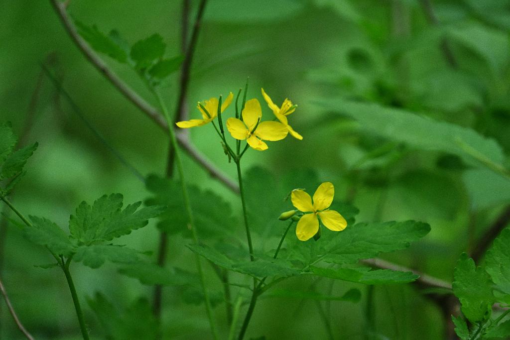 2025-05148547 Broad Meadow Brook, MA.JPG - Greater Celandine. Broad Meadow Brook Wildlife Sanctuary, MA, 5-14-2025